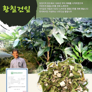 황칠나무 건잎차 1kg 